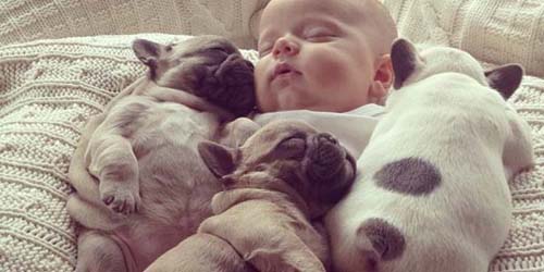 Foto Imut Dan Lucu Pose Bayi Tidur Bersama Anjing Bulldog 6