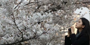 Cantiknya Bunga Sakura Mekar di Jepang