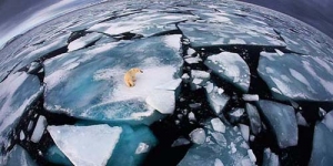 Foto Menakjubkan Hewan Liar Antartika