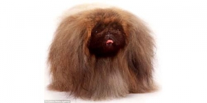 Gambar Lucu Hewan dengan Rambut Terburuk