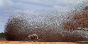 Gambar Menakjubkan! Serbuan Ribuan Burung Menyerang Gajah