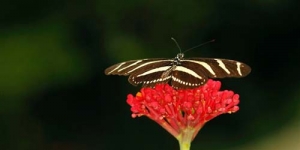Melihat 70 Jenis Kupu-kupu Cantik di Taman Kosta Rika