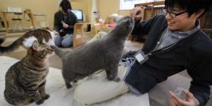 Mewahnya Kafe Kucing di Austria