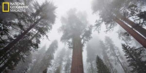Sequoaia Pohon Terbesar Kedua di Dunia