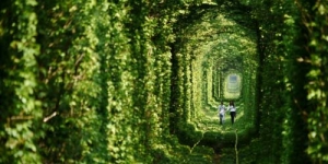 Terowongan Cinta Romantis di Ukraina