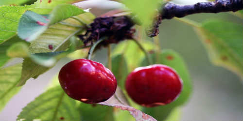 Buah Cherry