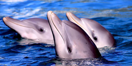 Wanita ini Melahirkan dengan Bantuan Lumba-Lumba di Hawaii