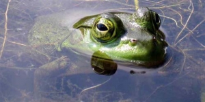 Fobia Katak, Pria New York Dapat Uang Rp 1,56 Miliar
