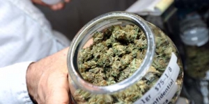 Ganja Bisa Digunakan Untuk Obat Kanker?