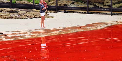 Air Laut Pantai Bondi Australia Berubah Berwarna Merah Darah Air Laut Pantai Bondi Australia Berubah Berwarna Merah Darah