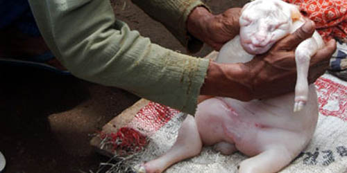Heboh Anak Kambing Mirip Bayi Manusia