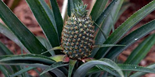 Nanas Termahal Di Dunia, Seharga Rp 150 juta per-buah Nanas Termahal Di Dunia, Seharga Rp 150 juta per-buah