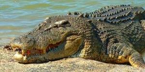 5 Reptil Terbesar di Dunia