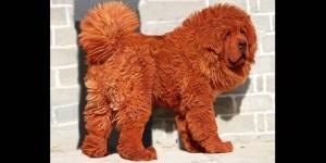 Anjing Mastiff Tibet Bernilai 14,2 Miliar