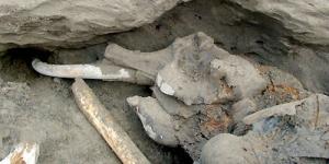 Bocah 11 Tahun Temukan Jasad Mammoth Masih Utuh