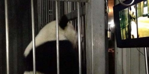 Di China, Panda Disuguhi Film Porno Biar Mau Kawin