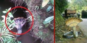 Ditemukan Ular Berkepala 7 di Sulawesi Selatan