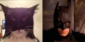 Foto Lucu, Ekspresi Wajah Kucing Ini Mirip Batman