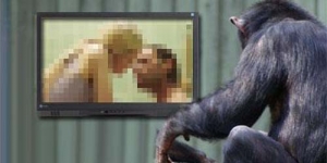 'Gina' Simpanse yang Kecanduan Film Porno