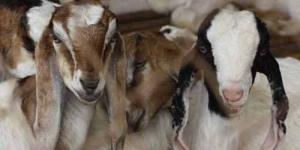 Kambing Warga Banyumas Mati di Mangsa Hewan Misterius!