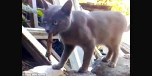Lucu! Ingin Memangsa Kadal, Tapi Lidah Kucing Ini Malah yang Digigit Kadal