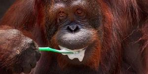 Siswi, Orangutan yang Pandai Sikat Gigi