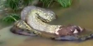 Ular Anaconda Raksasa Muntahkan Seekor Sapi