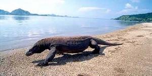 Yes! Komodo Resmi Jadi Juara New7Wonders of Nature