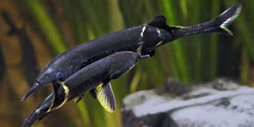 Peters Ikan Belalai Gajah