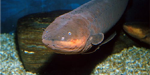 Belut Listrik