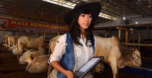 Ladies Cowboy Penjajah Sapi Qurban SPG Cantik Siap Layani Pembeli Hewan Kurban Ladies Cowboy Penjajah Sapi Qurban SPG Cantik Siap Layani Pembeli Hewan Kurban