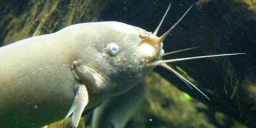 Catfish Electric