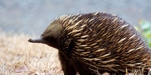 Echidnas