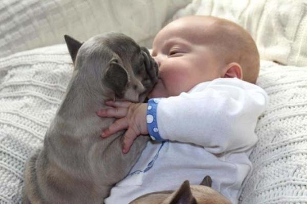 Foto Imut Dan Lucu Pose Bayi Tidur Bersama Anjing Bulldog 4