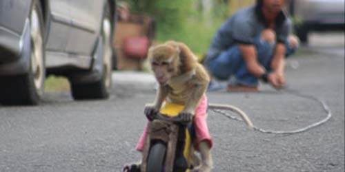 Jakarta Bebas Topeng Monyet, Monyet Dirazia dan Diganti Rp 1 Juta Jakarta Bebas Topeng Monyet, Monyet Dirazia dan Diganti Rp 1 Juta