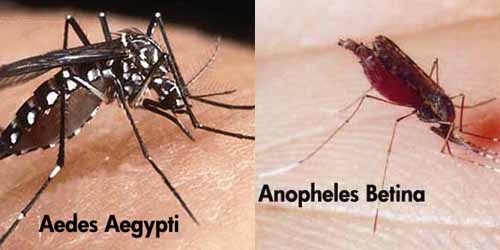 Malaria nyamuk oleh penyakit ditularkan Penyakit Malaria