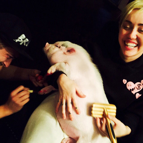 Miley Cyrus mengecat kuku babi