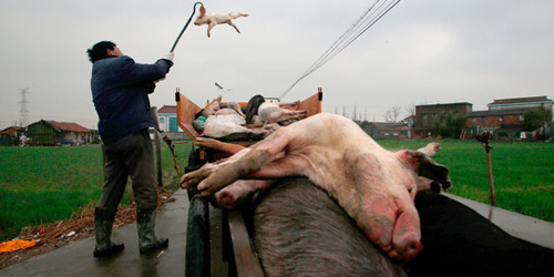 Bangkai Babi Dibuang di Pelataran Masjid di India