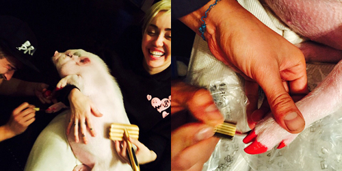 Foto Miley Cyrus Warnai Kuku Babinya Dikecam Pecinta Hewan