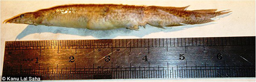 belut-masuk-tenggorakan
