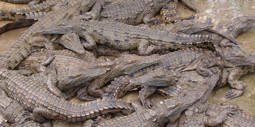 Buaya+Makan+Orang Turis Inggris Histeris Lihat Buaya Makan Manusia di Sungai