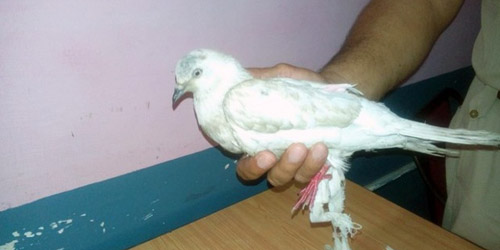 Merpati Diduga Mata-mata Ini Ditahan Polisi