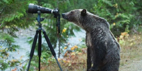 Aksi Unik Monyet Hingga Beruang Jadi Fotografer