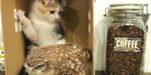 FOTO: Persahabatan Lucu Bayi Burung Hantu & Anak Kucing