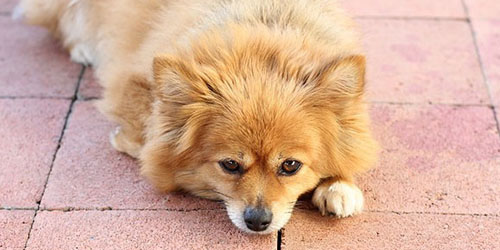 Anjing Lucu Dipukuli Sampai Mati Pelaku Malah Ngakak