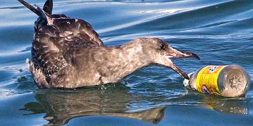 Dikira Telur Ikan 90 Persen Burung Laut Makan Plastik