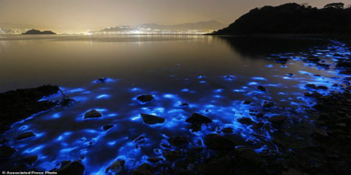 Fenomena Cahaya Biru Di Pantai Hongkong @static6.com