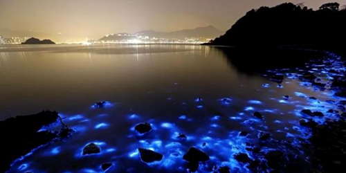 Fenomena Cahaya Biru Di Pantai Hongkong