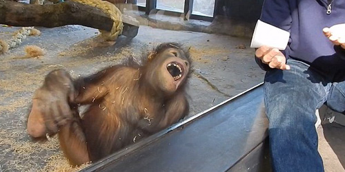 Ngakak, Orangutan ini Terpingkal-pingkal Lihat Trik Sulap