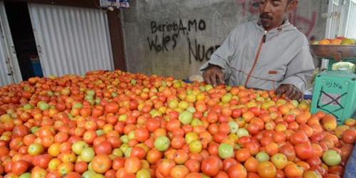 Harga Tomat Melonjak Rp 22.000 per Kg, Petani Panen Duit